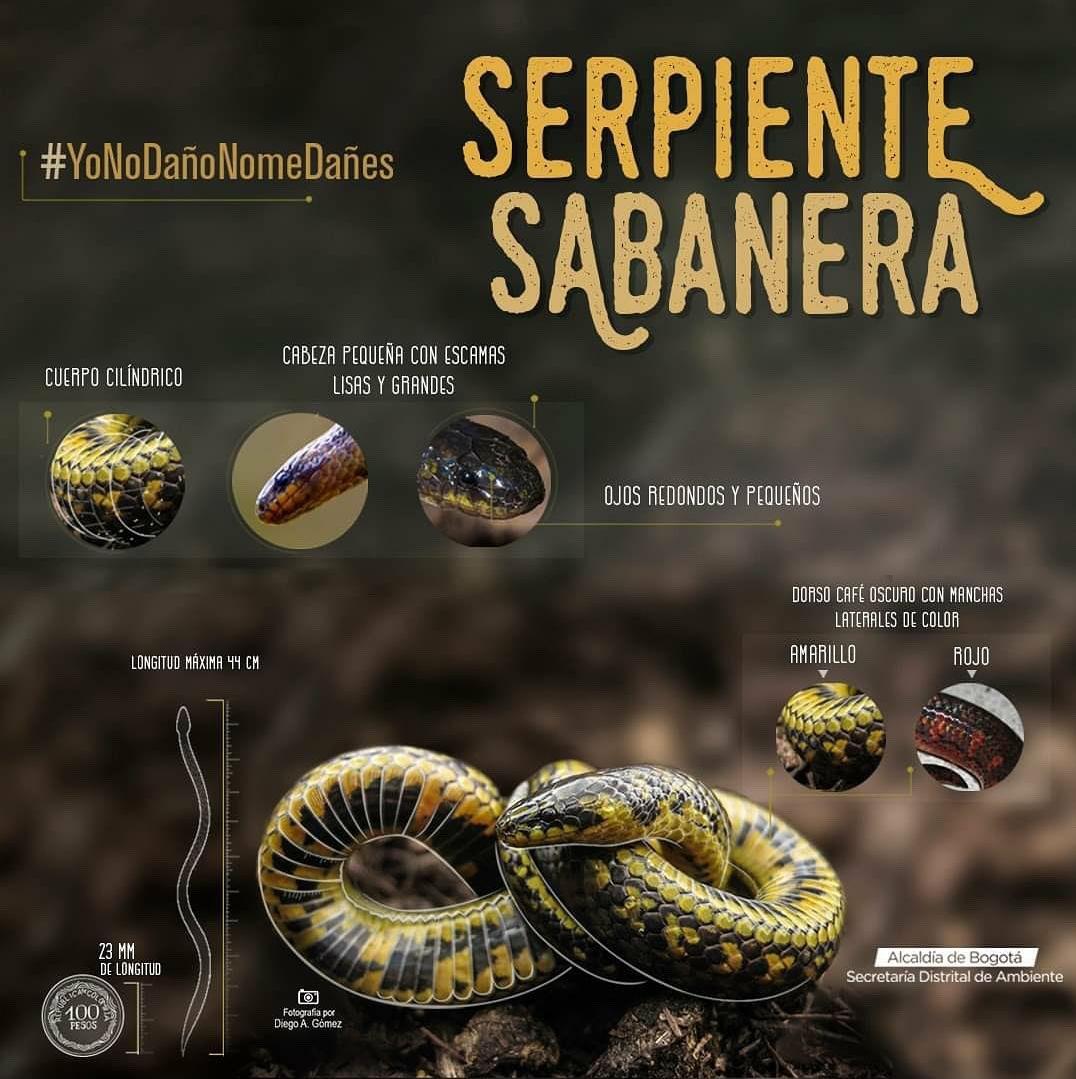 Serpiente sabanera