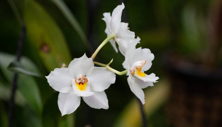 ejemplar de orquídea que se encuentra en el jardín botánico de Bogotá