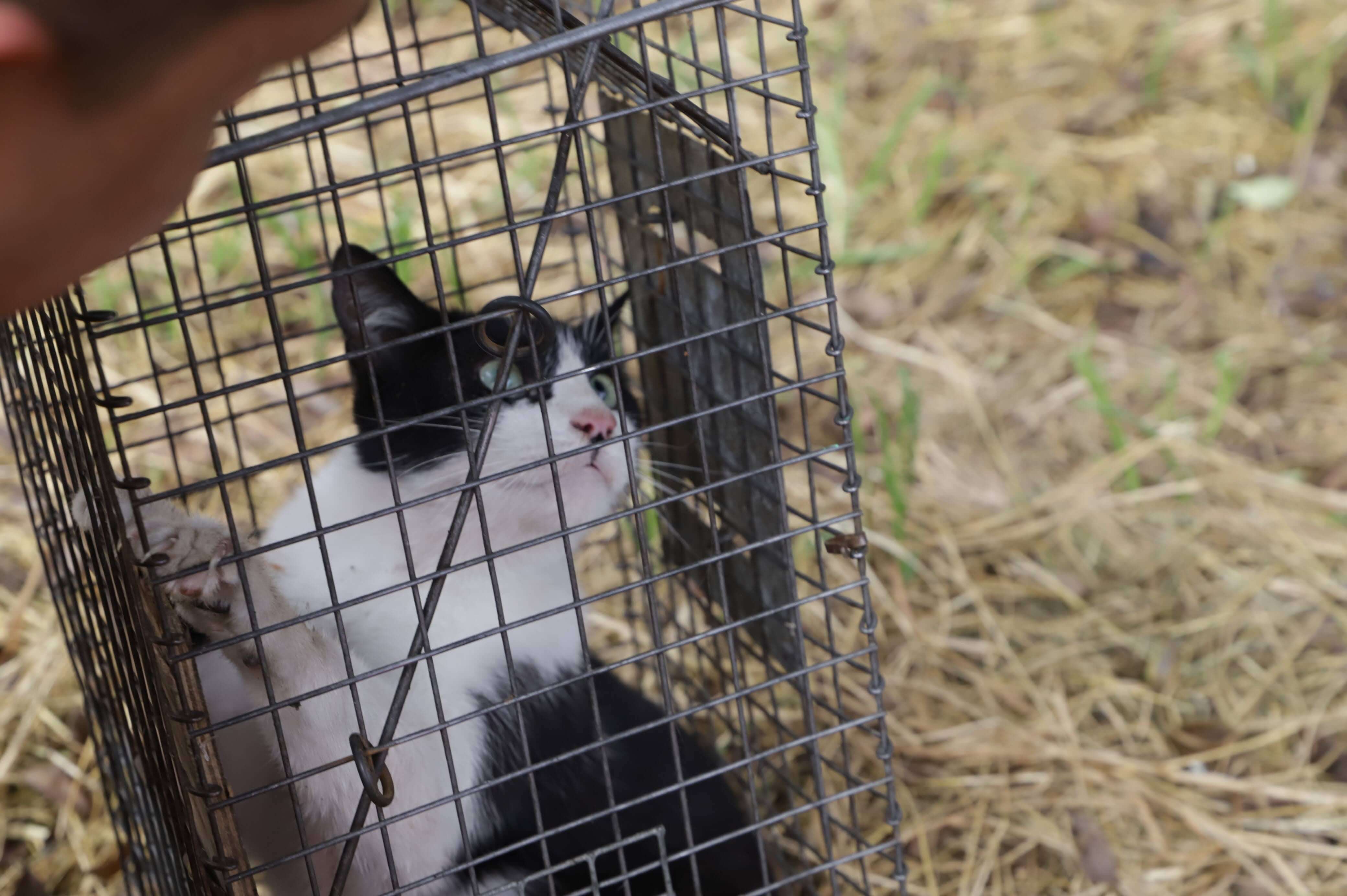 Secretaría de Ambiente y el Instituto de Protección y Bienestar Animal aumentan operativos en humedales para controlar especies ferales