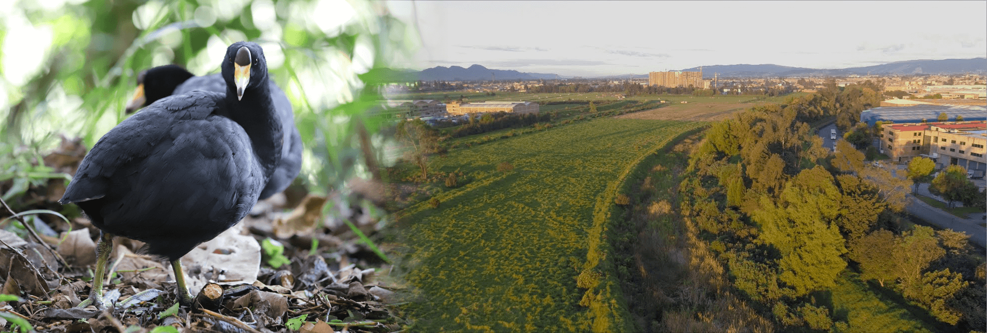 ¡Patrimonio ambiental de Bogotá! Conoce los 17 humedales protegidos que tiene la capital