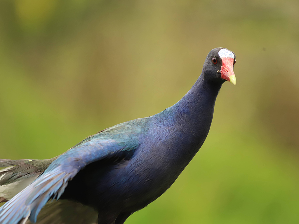 Liberados animales silvestres extraídos de su hábitat por redes de tráfico