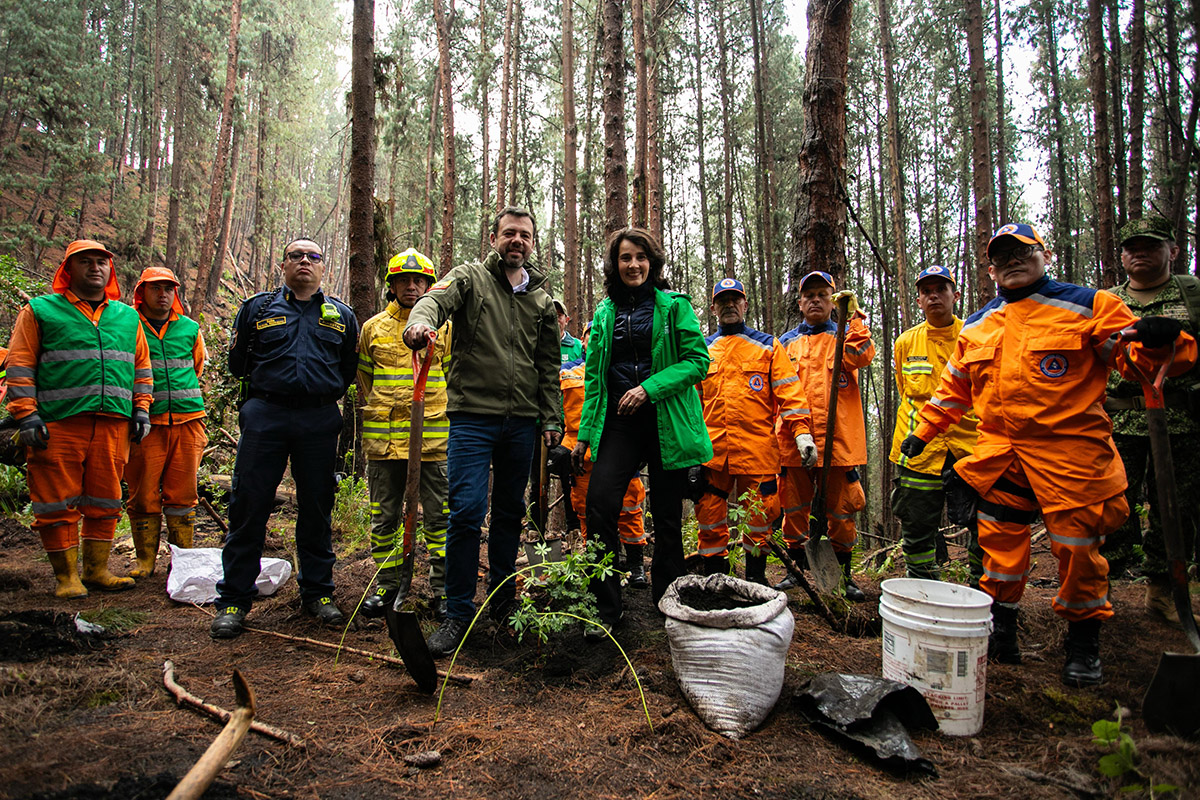 Distrito siembra 1.400 árboles en los Cerros Orientales y avanza en una restauración ecológica sin precedentes