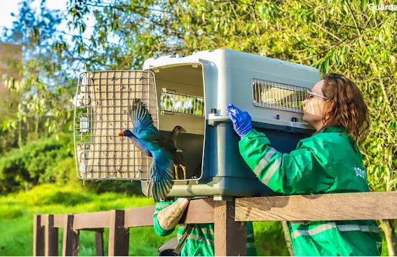 La Secretaría de Ambiente de Bogotá celebra la vida silvestre con la liberación de 39 aves, para un total de 1.088 liberaciones en 2025