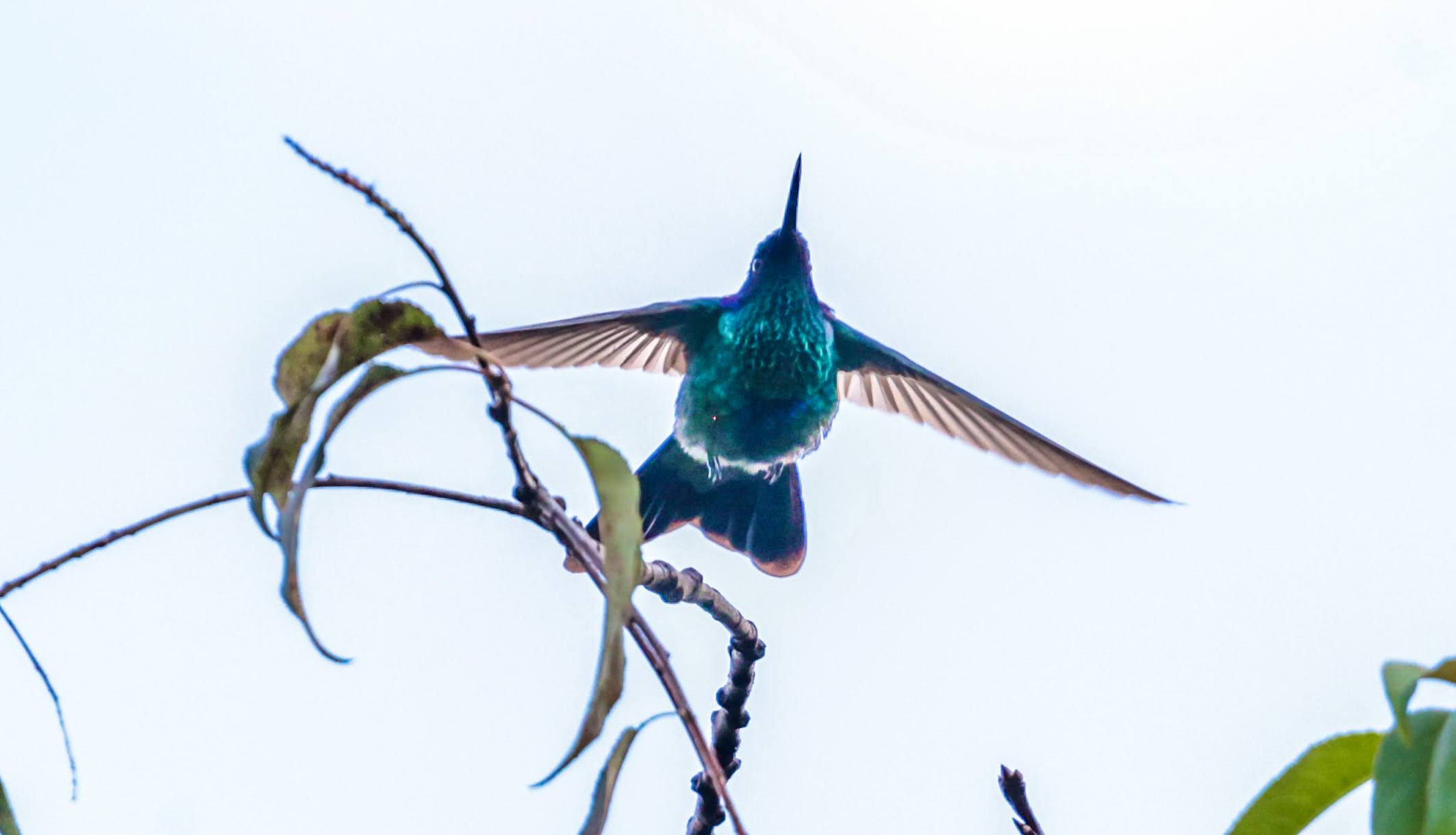 Global Big Day: Bogotá registró 50 aves y una nueva especie en Guadalupe Aguanoso