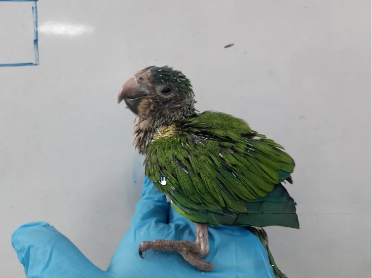 Secretaría de Ambiente de Bogotá y Policía Nacional incautan 4 cotorras carisucias y capturan una persona