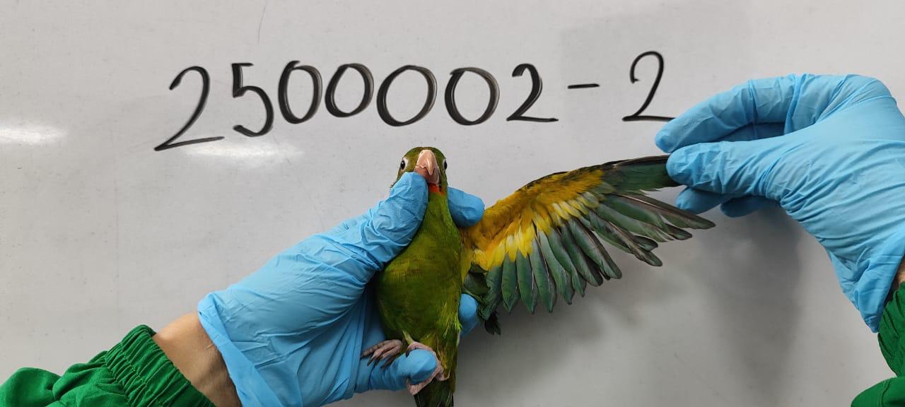 Siete personas capturadas y 11 animales incautados en operativos contra el tráfico ilegal de fauna silvestre