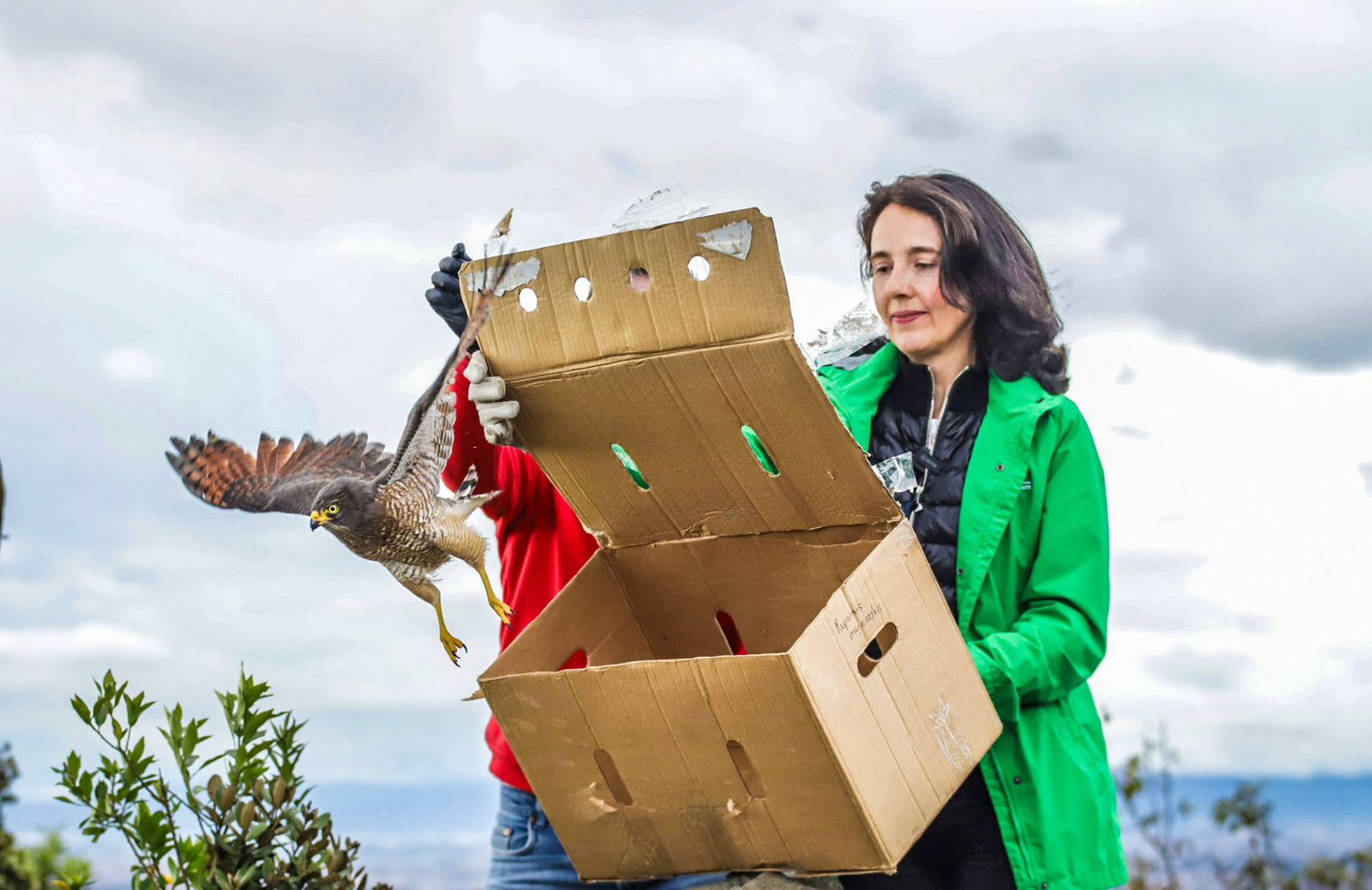 Semana Ambiental: Secretaría de Ambiente de Bogotá libera 23 animales en el parque Entrenubes
