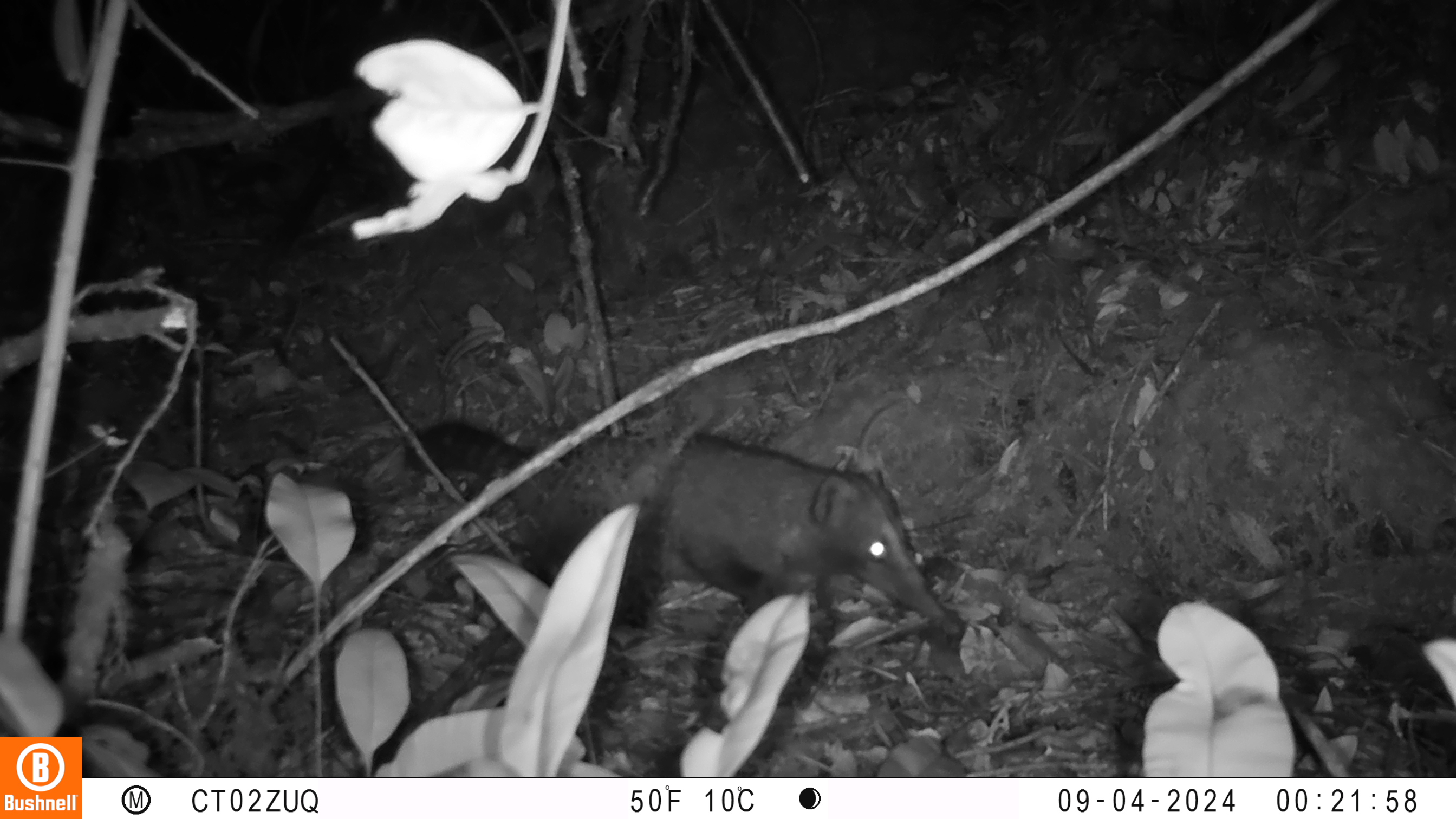 Un vecino andino en el norte de Bogotá: así apareció el cusumbo en la Reserva Distrital de Humedal Torca-Guaymara