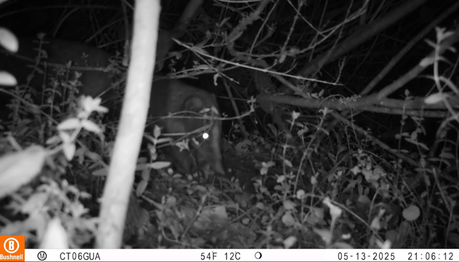Foto: Cusumbo o coatí de montaña (Nasua olivacea) registrado mediante cámara trampa en la Reserva Distrital de Humedal TorcaGuaymaral, Bogotá D. C, 2025. Archivo de registros del Grupo de Monitoreo.