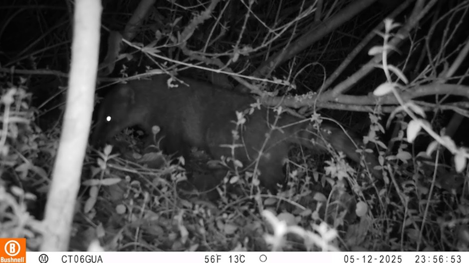 Foto: Cusumbo o coatí de montaña (Nasua olivacea) registrado mediante cámara trampa en la Reserva Distrital de Humedal TorcaGuaymaral, Bogotá D. C, 2025. Archivo de registros del Grupo de Monitoreo.