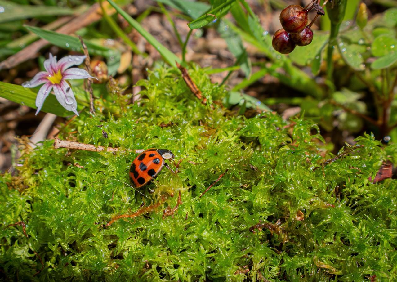 ¡Celebre con responsabilidad!  Evite el uso de musgo y especies de origen natural en esta Navidad
