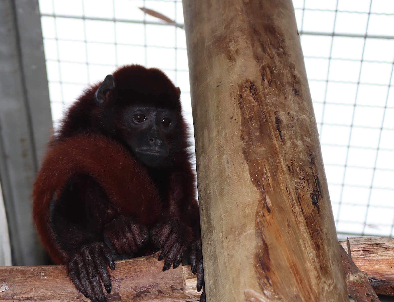 Foto: mono aullador recuperado
