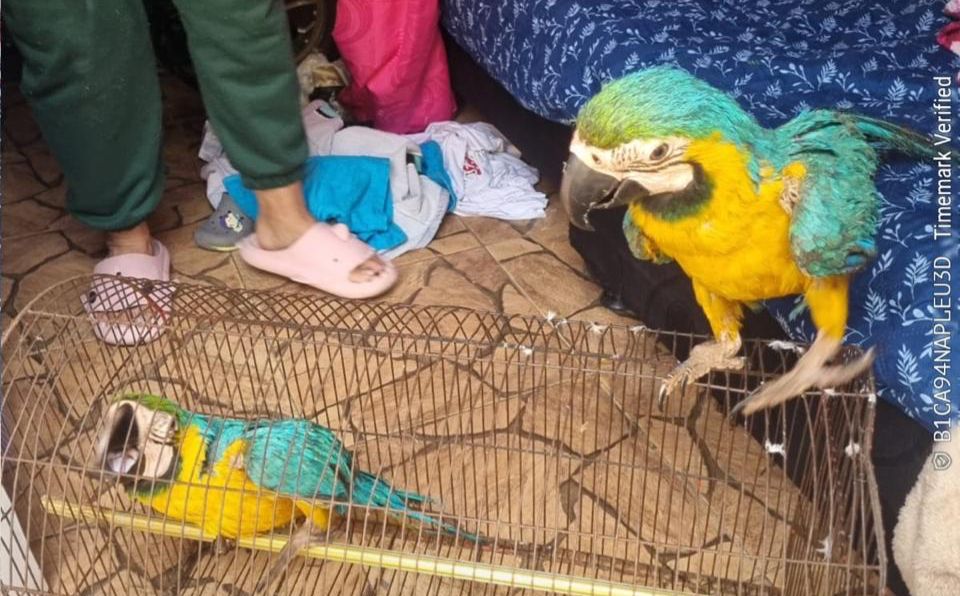 Guacamayas recuperadas del cautiverio