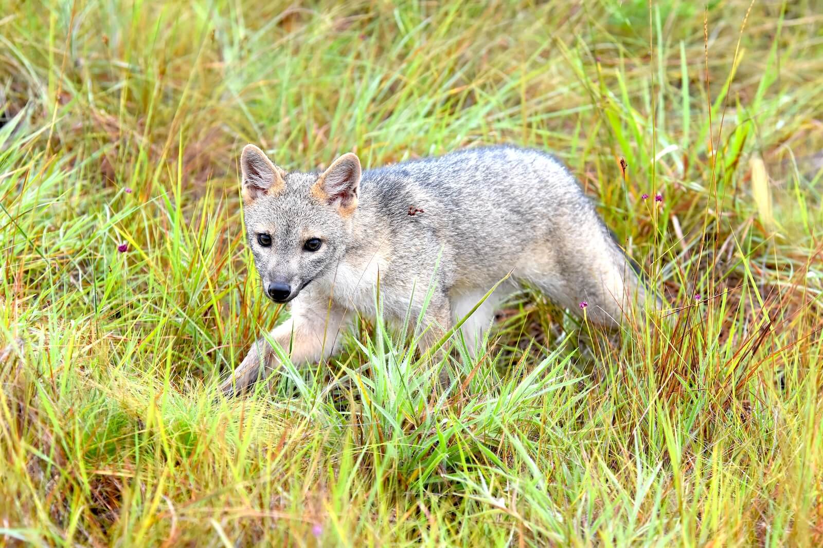 Un visitante clave en el norte de Bogotá: registro del zorro perruno en el Humedal de Torca-Guaymaral